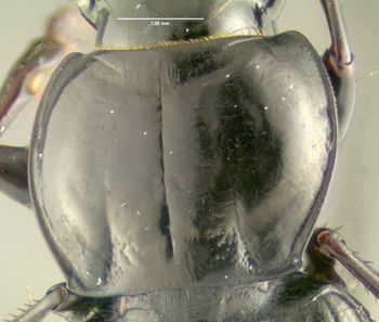 Media type: image;   Entomology 600477 Aspect: pronotum dorsal